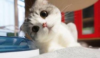 可爱日韩小猫视频大全免费观看,免费畅享日韩小猫视频盛宴 可爱日韩小猫视频大全免费观看,免费畅享日韩小猫视频盛宴